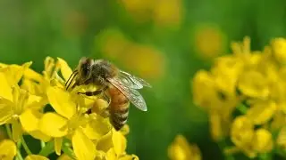 Api, l'impollinazione - bees pollination Macro 1080p 60 fps Nikon 1 J2