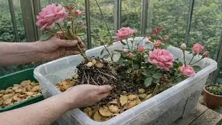 Не выбрасывайте картофельные очистки! Простые советы, которые помогут розовым стеблям быстро укор...