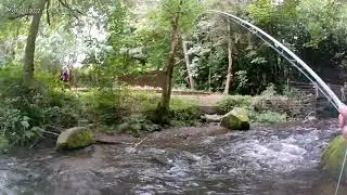 Fly Fishing on a local Small Stream #browntrout #flyfishing #smallstream #flyfishingscotland