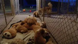 Saltydog Puppies 2025