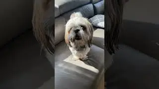 Opal ft dog #trending #song #dog #adorable #viral #cute #opal #shorts