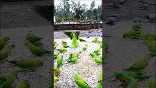#mix#parrot#and#kabotar#zabar10#