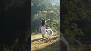 Moments of peace and softness 🌙 #countryside #calm #dog #shorts #short