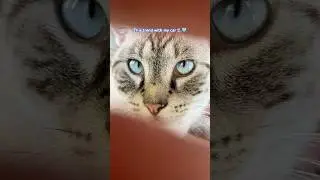 Ocean eyes trend w/ my cat #trending #shorts #cat #plslookatmyothervideos #filler