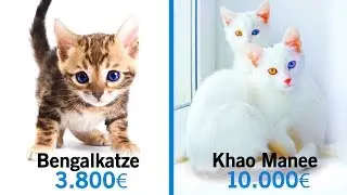 10 Unglaubliche Katzen, die ein Vermögen kosten!