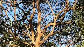 Koala at sunset