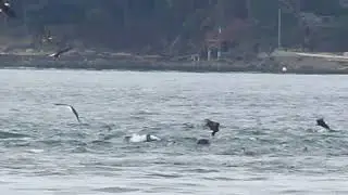 Mayne Island - Georgina Point- March 28-2018
