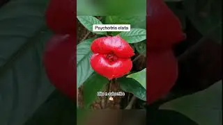 human organs replica. #facts #science #shorts #mystery #nature