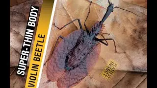 Super Bug _ Violin Beetle