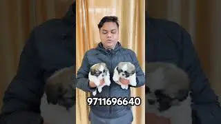😱 5000 Price Down Shih Tzu Puppy 🐶