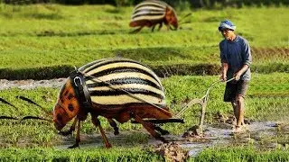 Primitive Technology vs World Amazing Modern Agriculture Progress Mega Machines Farming