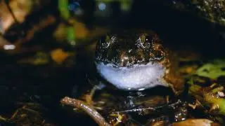 福建大頭蛙鳴叫(求偶) Limnonectes fujianensis