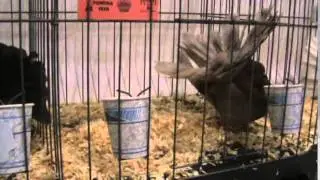M2U00018 Los Angeles Club Pigeon Show 01 29 2015 Ontario
