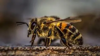 Bee sound effects|The bees knees