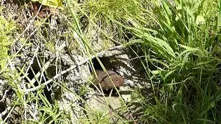 A Very Young Water Vole Explores Its World