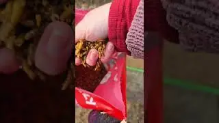 Охота за перепелиными яйцами