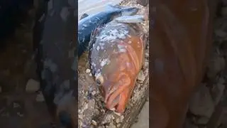 #shorts Hardest Fish to Clean #nassauGrouper