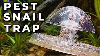 Aquarium Snail Trap (RE)Testing