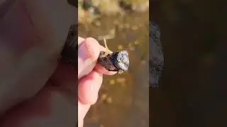 Shorts Aquatic Nymphs