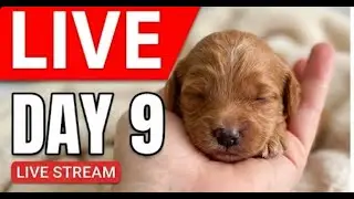 Ruby&rsquo;s Overnight Puppy Sleep Cam &mdash; Night 9