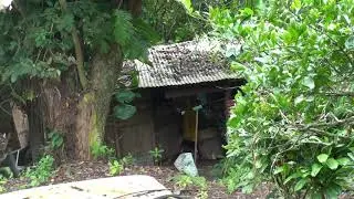 Pitcairn Island - Inside(r)-Outside(r) : Houses in the trees