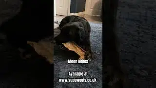 Dory with her Moon Bone. 100% natural beef cartilage.