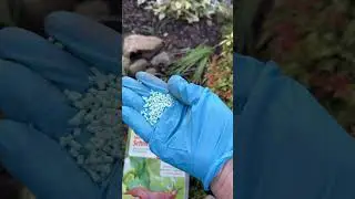 Как я борюсь со СЛИЗНЯМИ в саду 👌Schneckenkorn