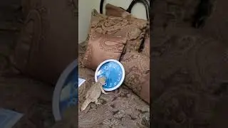 Beardie Chasing Time