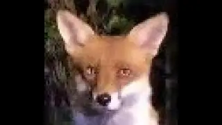 Fox Up Close