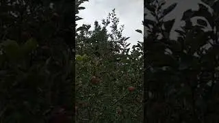 Best apple variety in hight...khraphtr