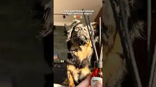 Ее любимый корм #PetFoodLab заказываю на вб #WW224583