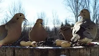 Mourning doves eating together on a sunny winter morning