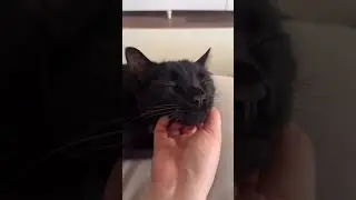 #BlackCatPlay #FelineFun #CatLove #FurryFriends #PlayfulPounces