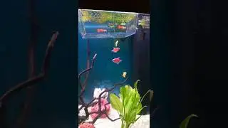 Аквариум  #aquarius #art #travel #fisch #relax #nature #video #guppy
