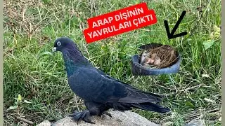 ARAP DİŞİNİN YAVRULARI ÇIKTI🕊️KUŞLARIN SON DURUMU 🕊️