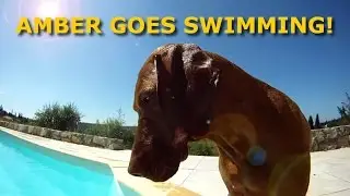 Amber Swimming - Amber the downhill mountain bike dog enjoying a swim! GoPro HD