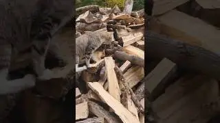 Sam is looking for the silly chipmunk that wants to live in this temporary firewood stack