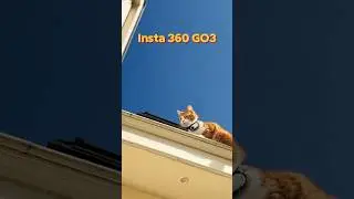 Best Camera for Humans & Cats!