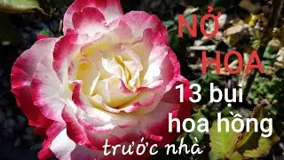 L&agrave;m Vườn ở Mỹ: 13 Bụi Hoa Hồng TO Bung Hoa Khoe Sắc Sau Bao C&ocirc;ng Sức Chăm S&oacute;c. Người Việt ở Mỹ