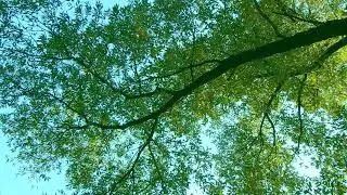 Assembly of honey - Сидеть и слушать | НаИвность
