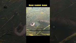 ikan gabus mendekati umpan ketika mancing dirawa #ikangabus #mancing #rawa #fishing #underwater