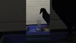 How crows use tools?