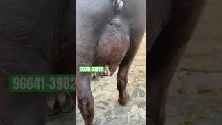 #shorts 5 Buffalo For Sale Dang Dairy Farm #shortsvideo #shortsfeed
