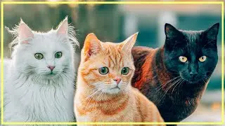 Adorable Kitten Compilation: Garden Playtime with Three Cats!