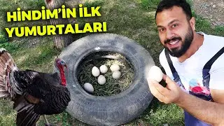 SÜRPRİZ ! Hindim Yumurtlamış - Keklik Yumurtası Toplama - Horoz Yakalama -Tavşan Yavruları - Çiftlik