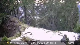 pi&egrave;ge photo - Canis Lupus : un loup sur la piste