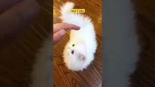 Adorable kitten compilation #persiancat #angora #cats #funny #funnykittens #catshorts #kittenshorts