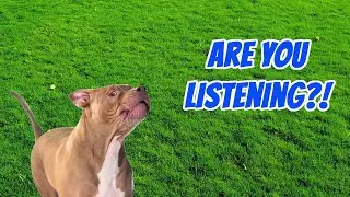 My Dog Talks & Tells Me What He Wants Just Like Scooby-Doo!