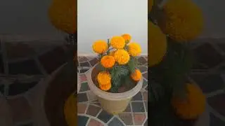 mini garden flower 🌷🌹🌹