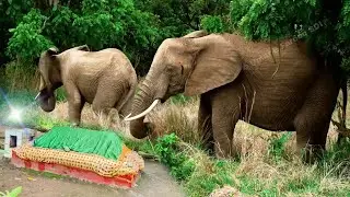 Wali Allah Ki Zinda Karamat Or Ek Pagal Haathi | Shah Wajihuddin Alvi Gujarati R-A Ahmedabad Gujarat